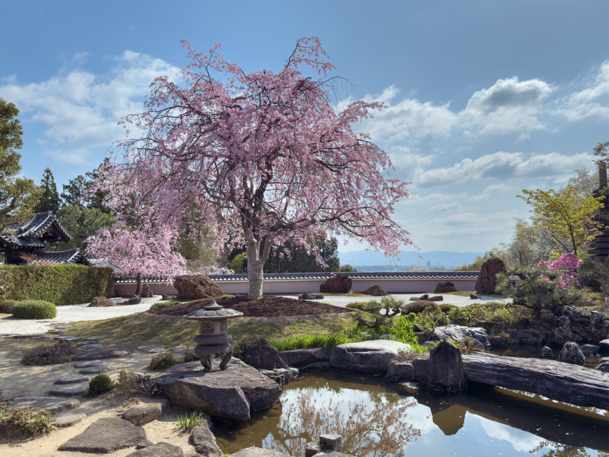 正法寺桜20250409-14