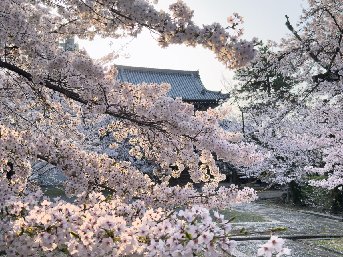 立本寺桜20250407-5