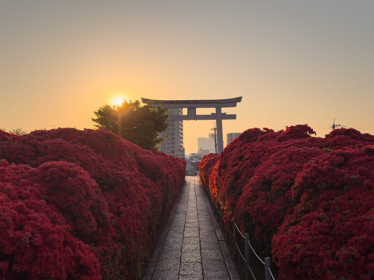 長岡天満宮ツツジ-5