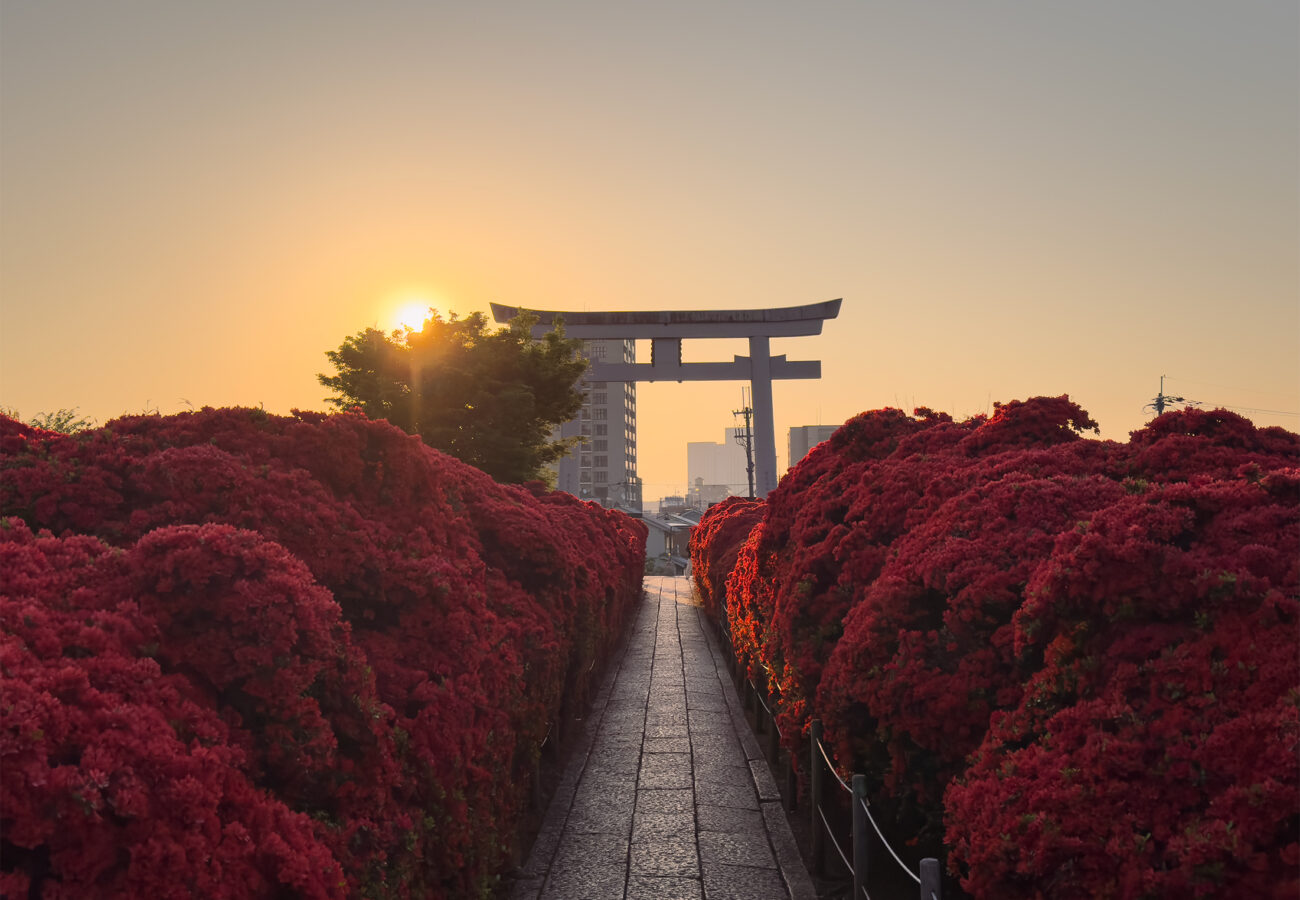 長岡天満宮ツツジ-5