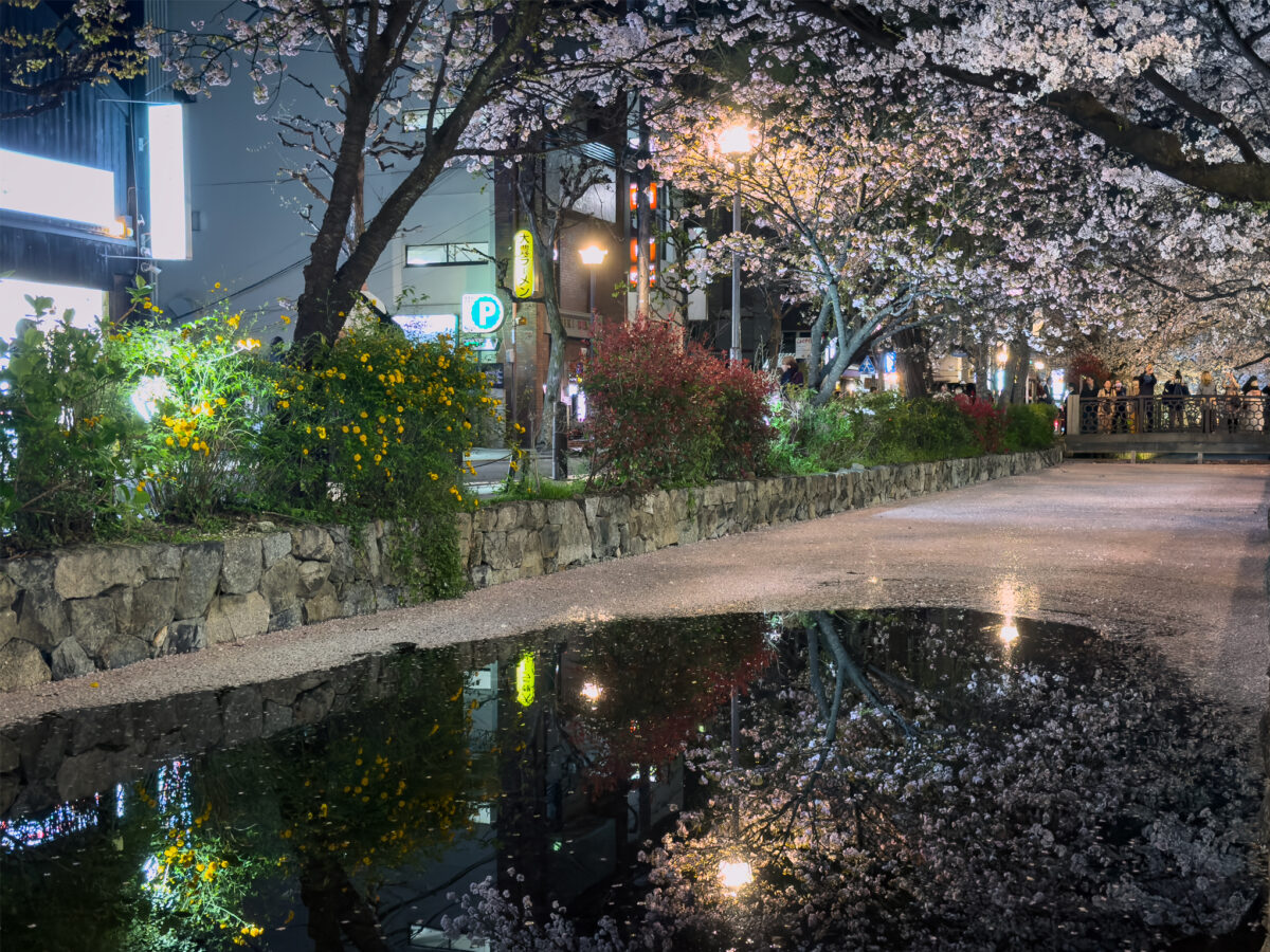 高瀬川桜20250408-2