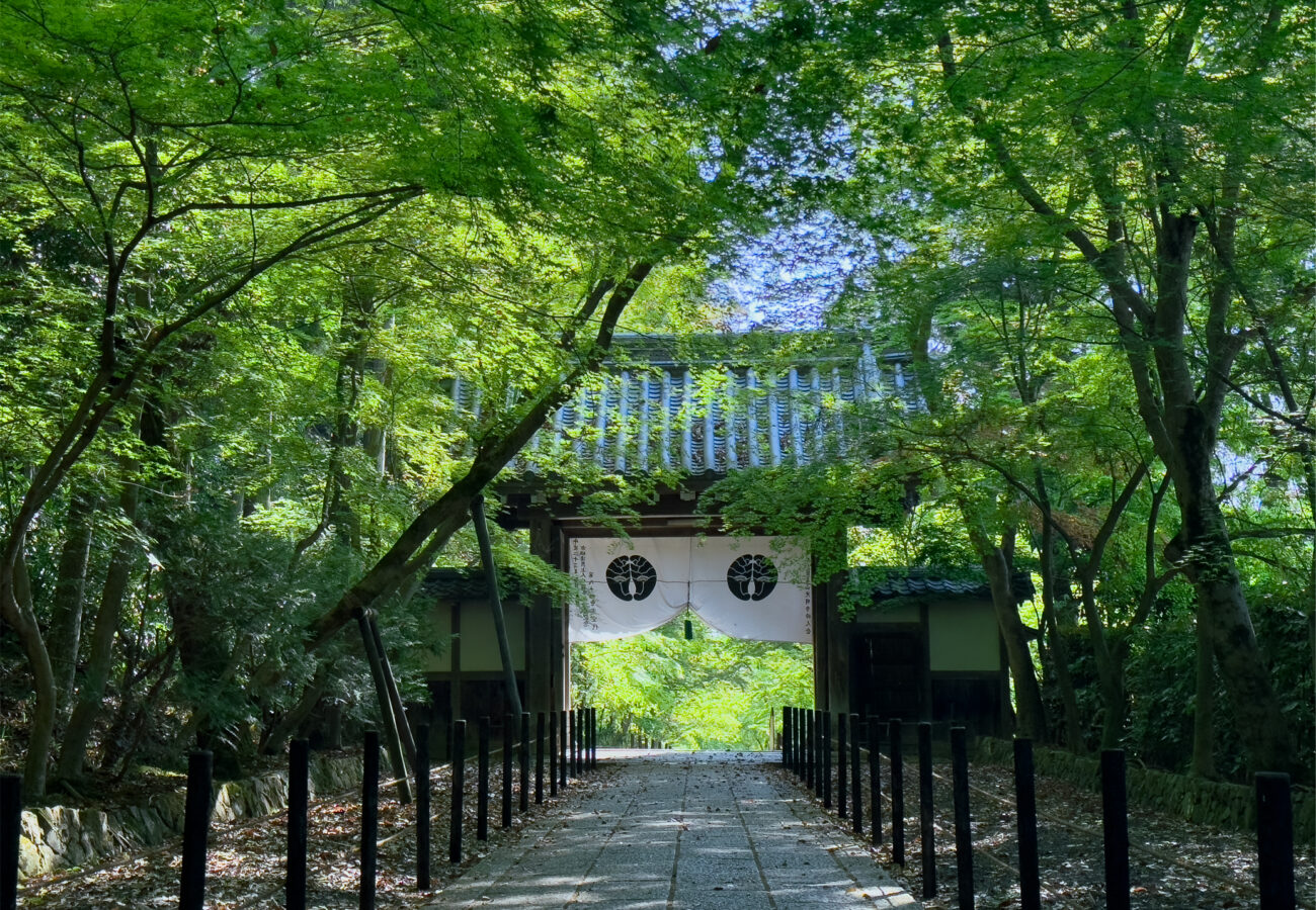 光明寺青紅葉20250426-1