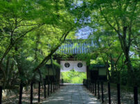 光明寺青紅葉20250426-1