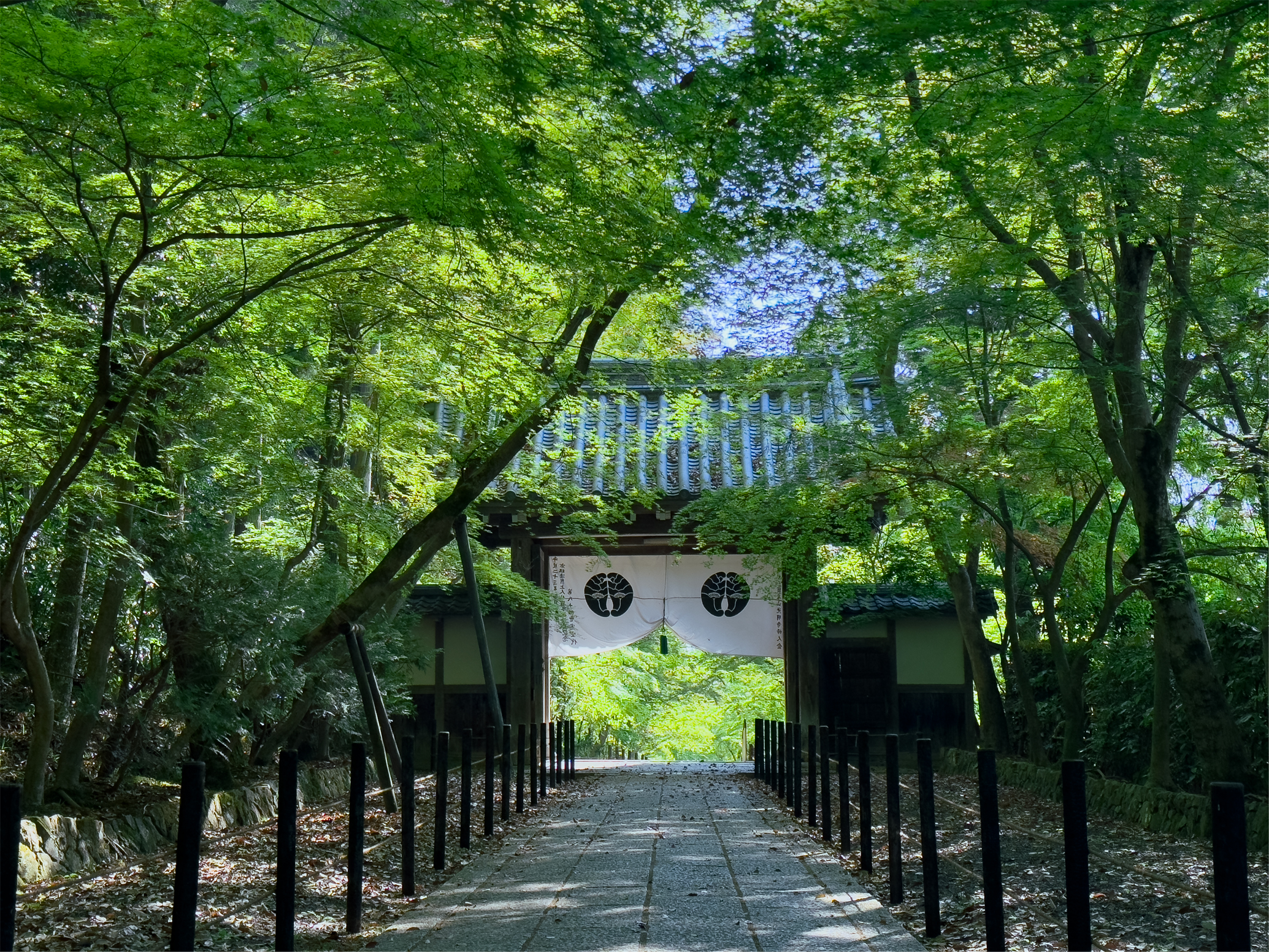 光明寺青紅葉20250426-1