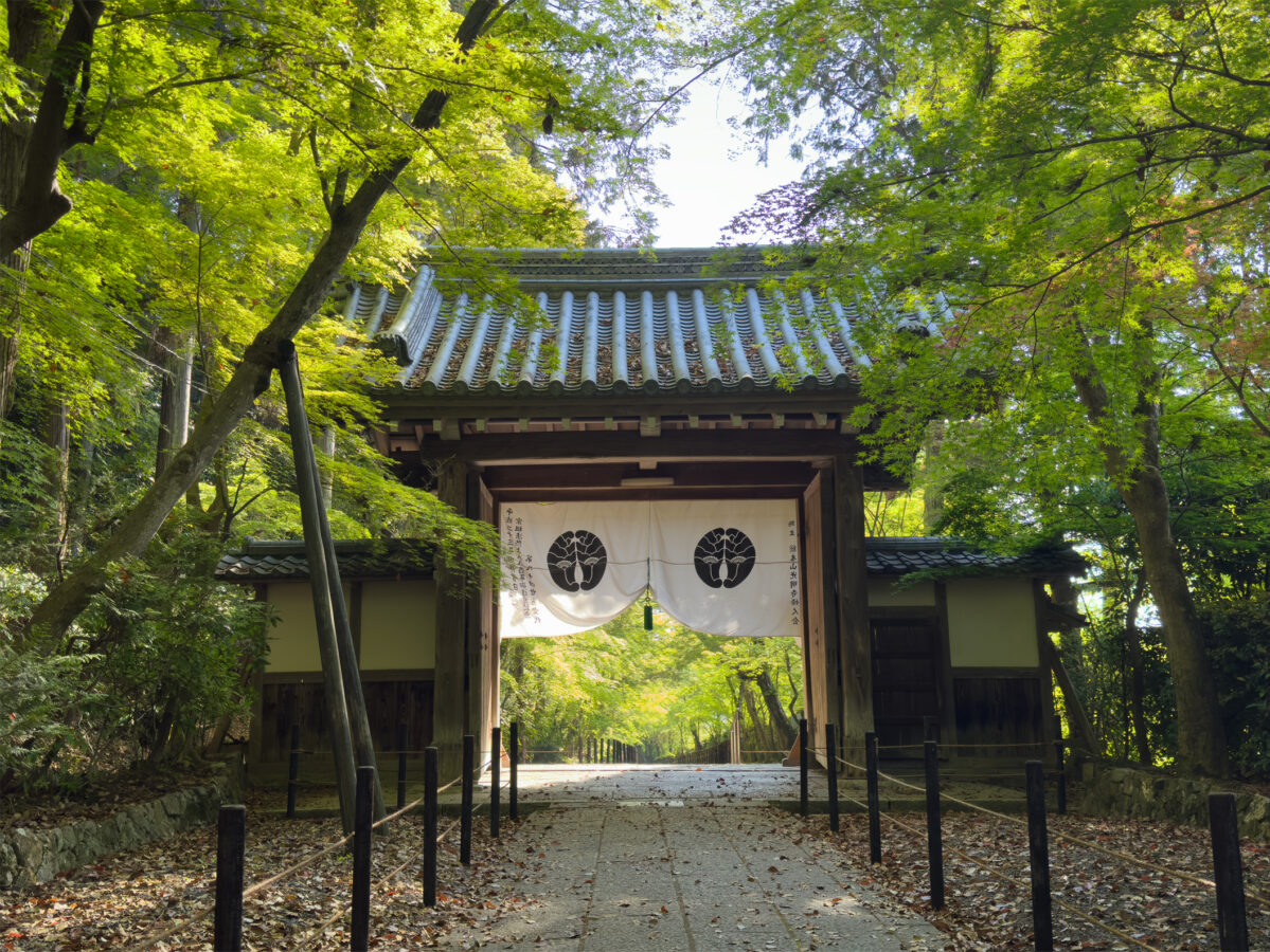 光明寺青紅葉20250426-3