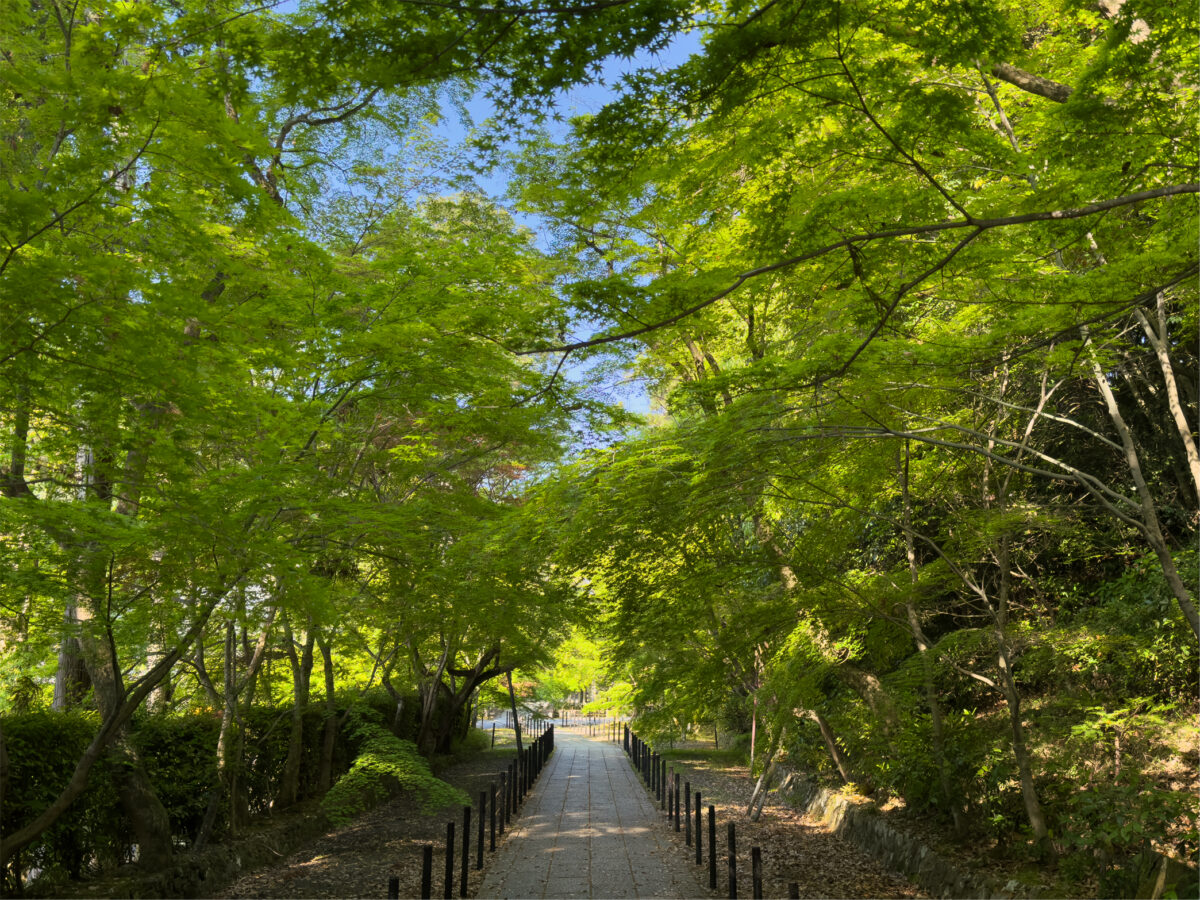光明寺青紅葉20250426-4