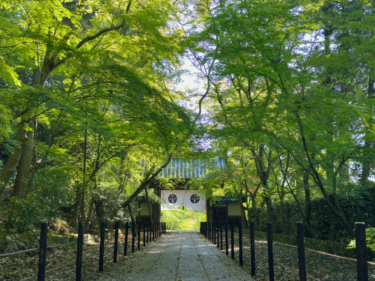 光明寺青紅葉20250426-5