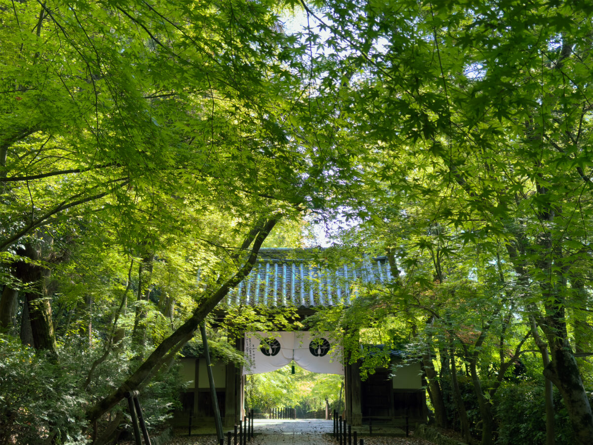 光明寺青紅葉20250426-6