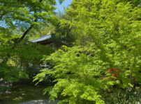 宝厳院青紅葉20250426-11