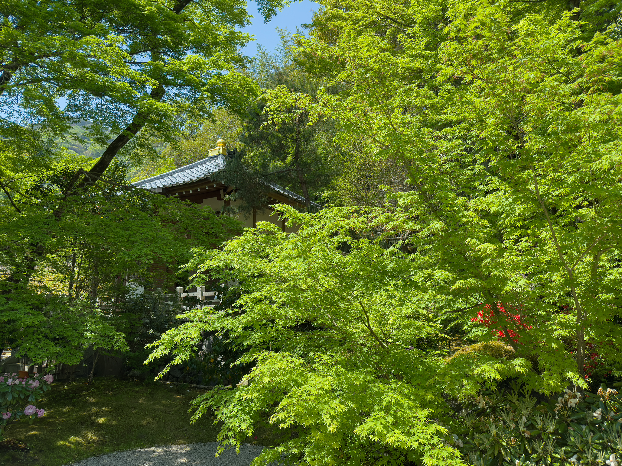 宝厳院青紅葉20250426-11