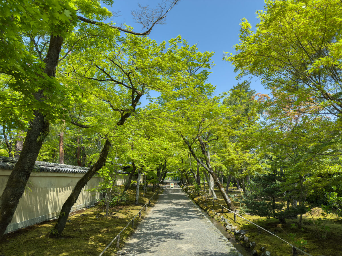 宝厳院青紅葉20250426-3