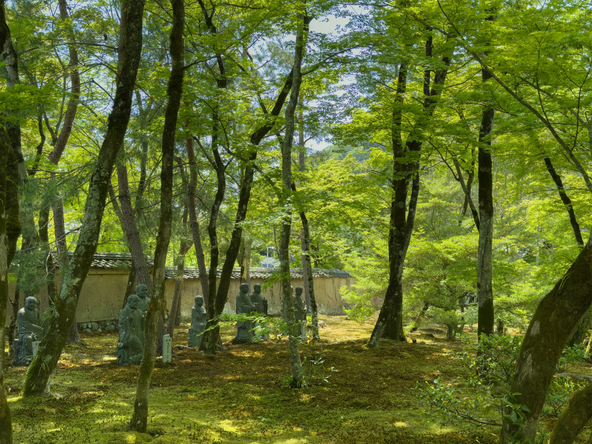 宝厳院青紅葉20250426-4