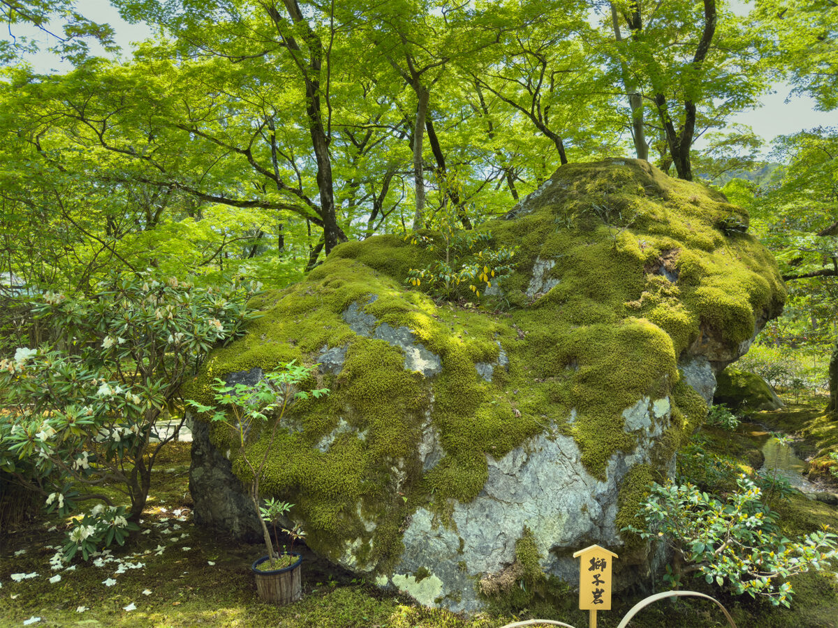 宝厳院青紅葉20250426-5