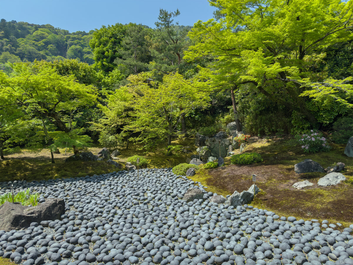 宝厳院青紅葉20250426-6