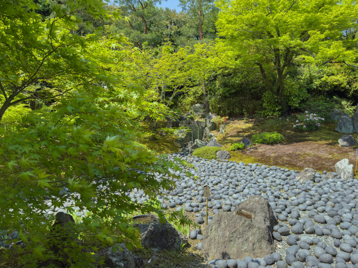 宝厳院青紅葉20250426-7