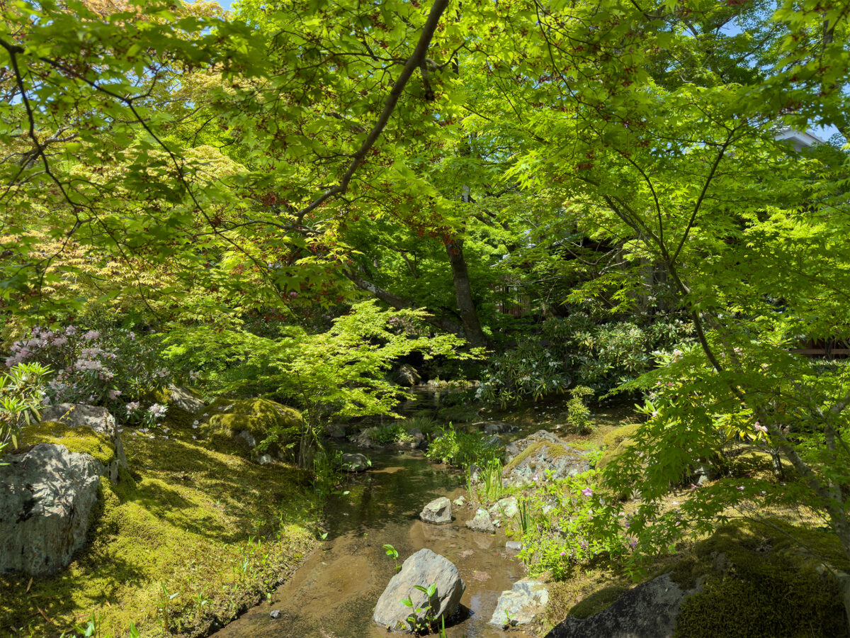 宝厳院青紅葉20250426-8