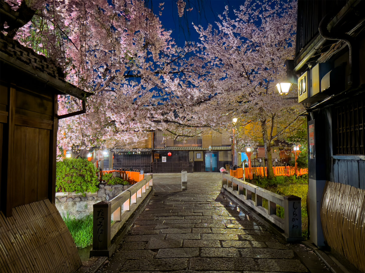 祇園白川桜20250411-1