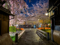 祇園白川桜20250411-1