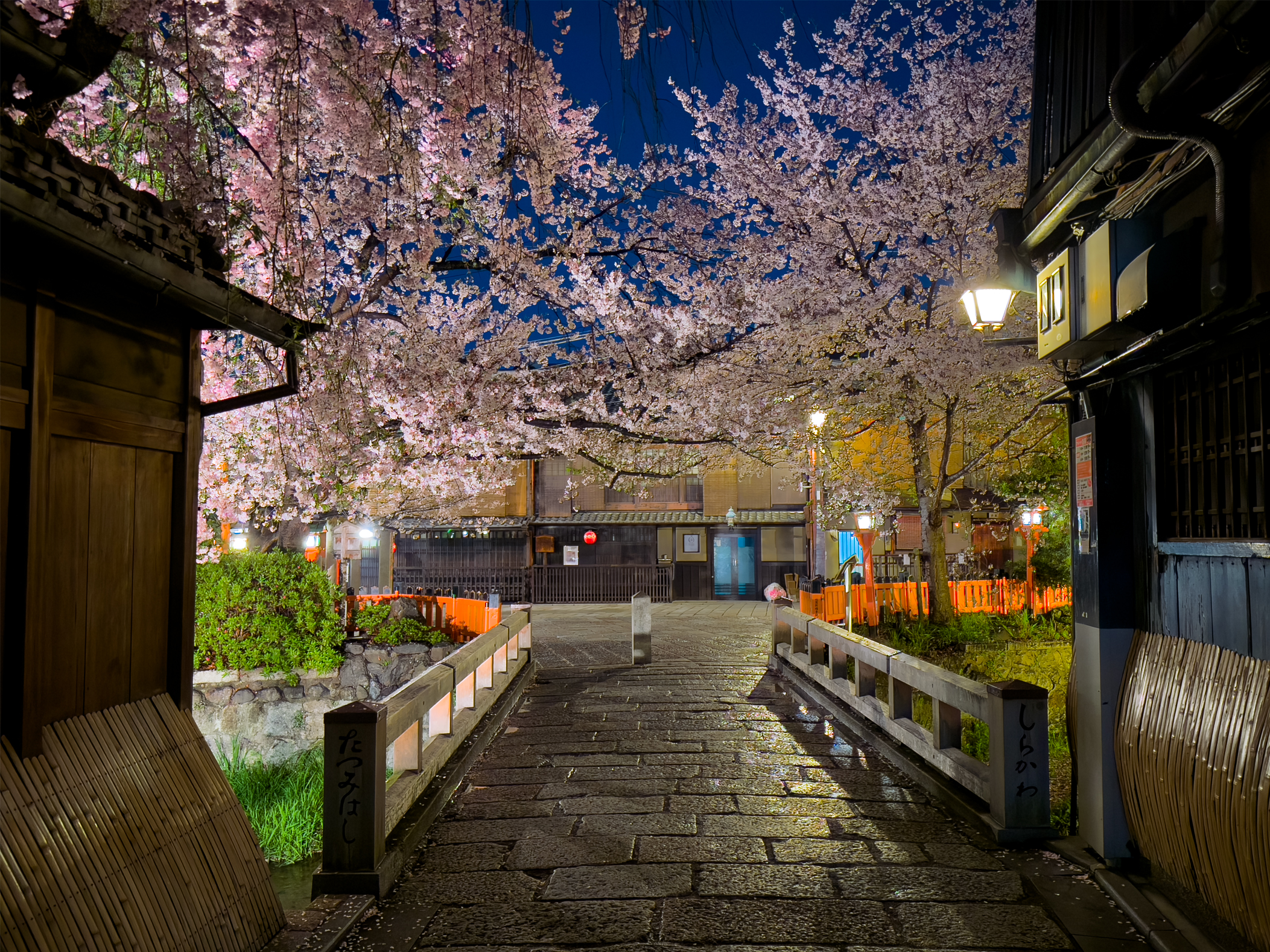 祇園白川桜20250411-1