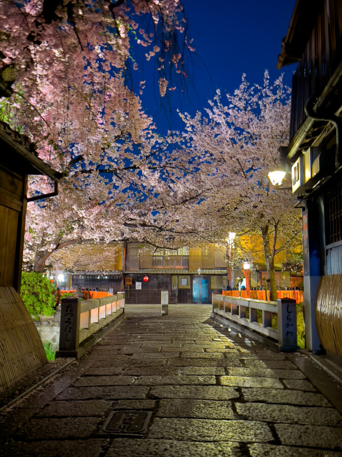 祇園白川桜20250411-2