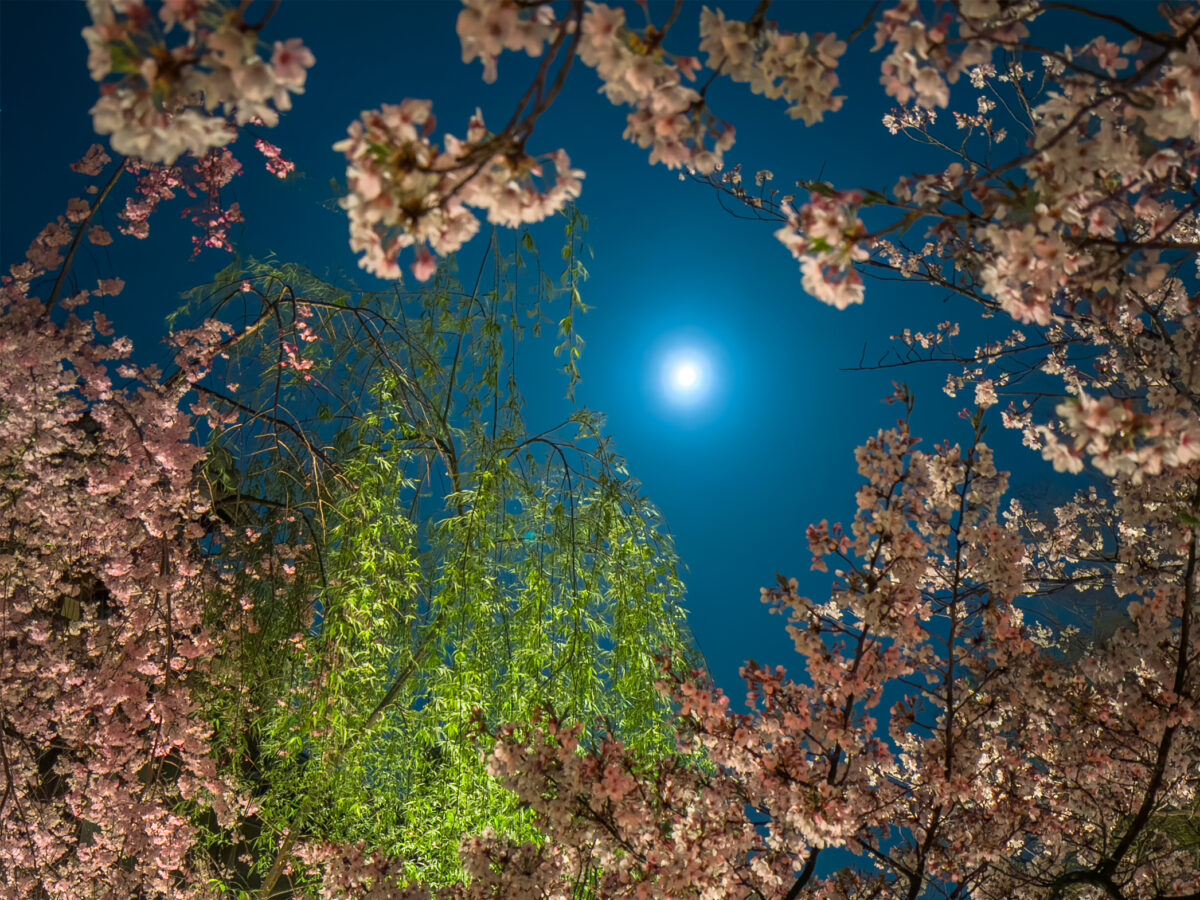 祇園白川桜20250411-5
