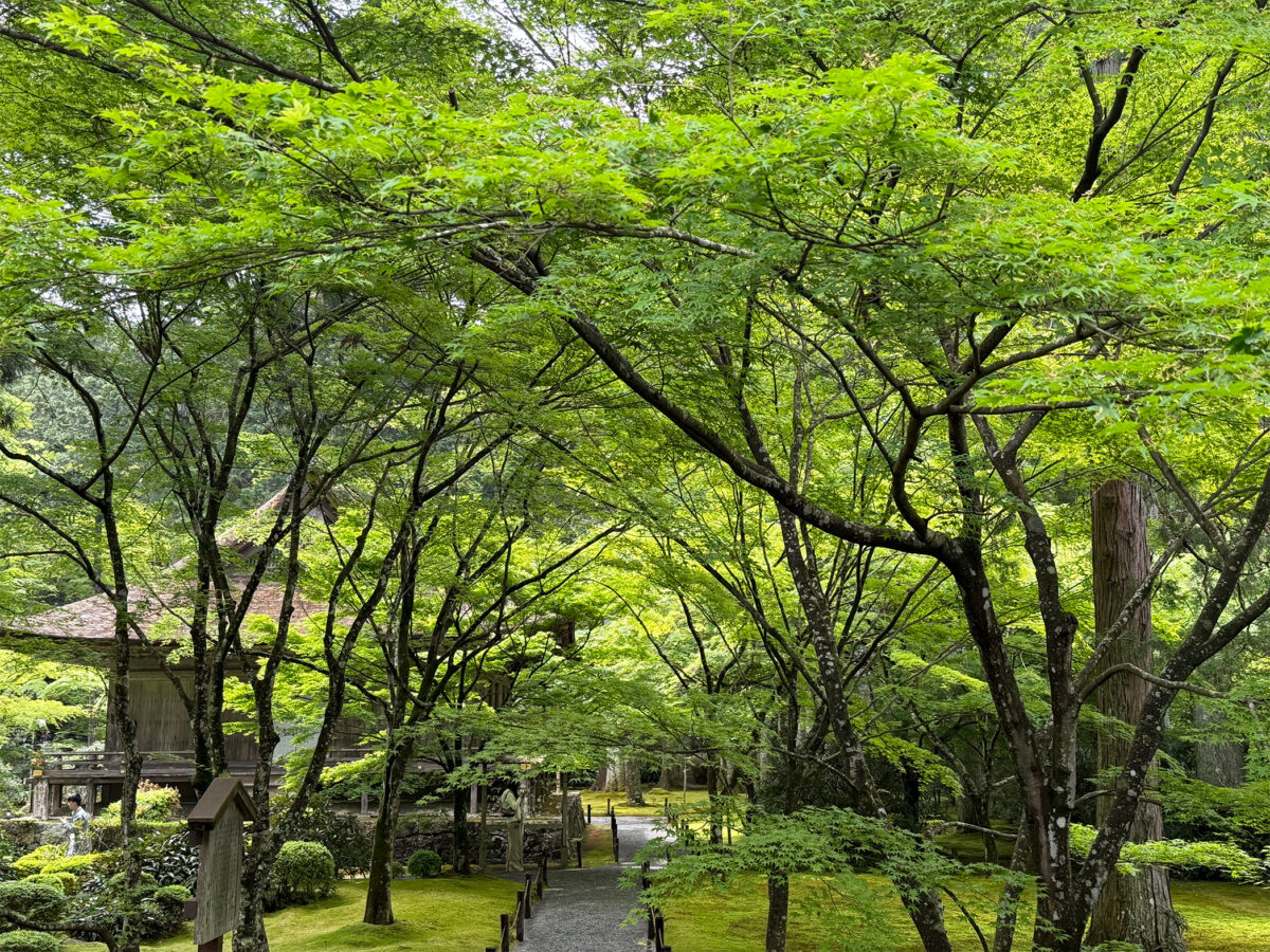 青紅葉の三千院