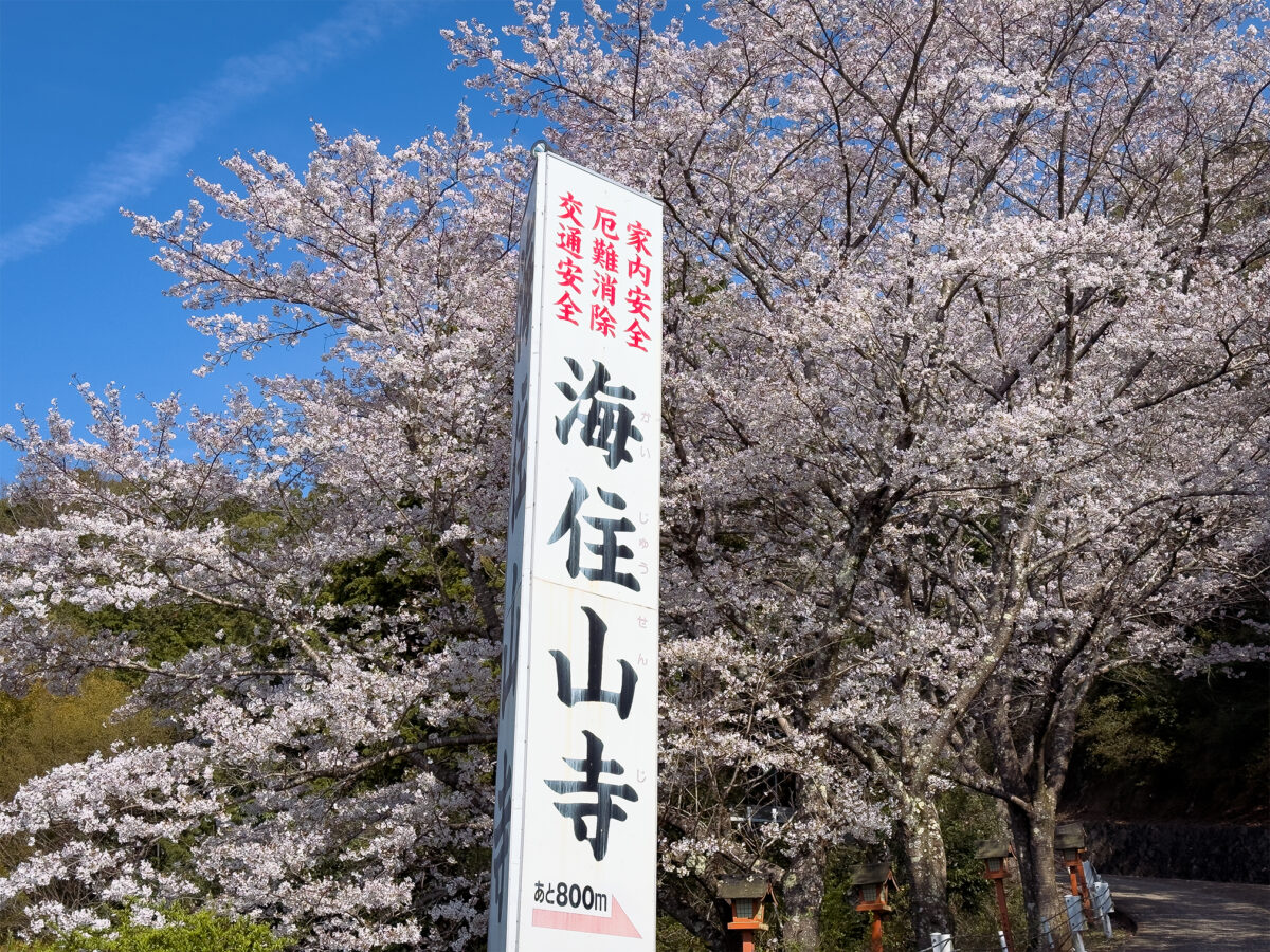 海住山寺桜260403-1