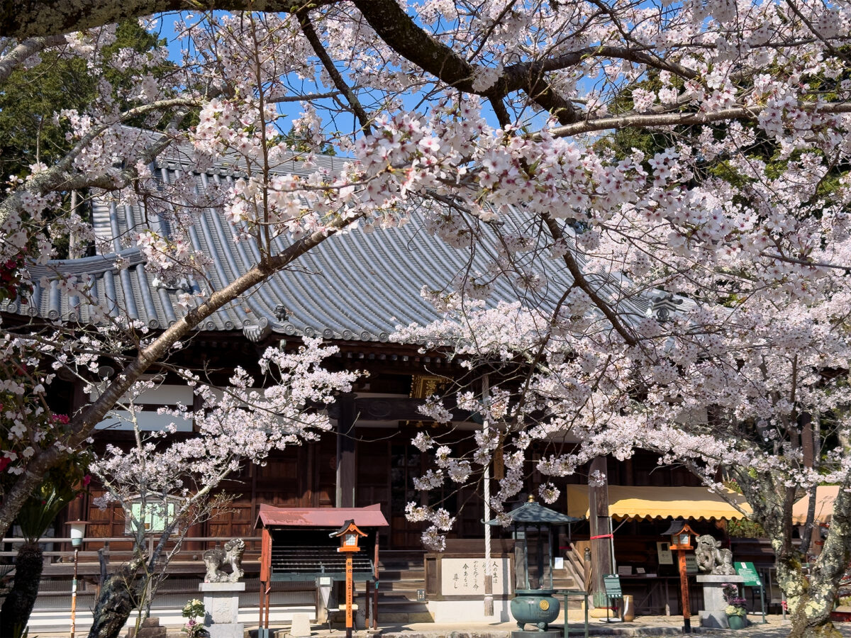 海住山寺桜260403-10