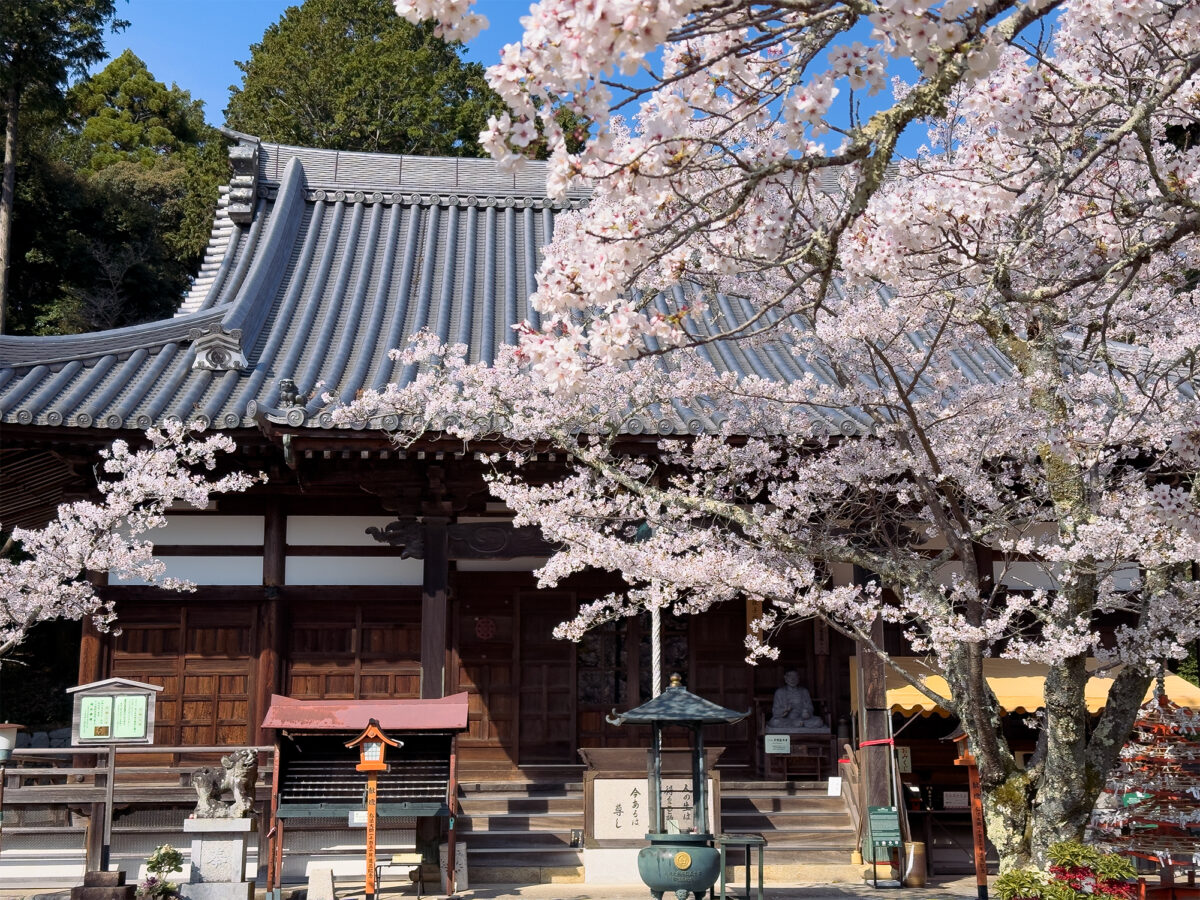 海住山寺桜260403-2