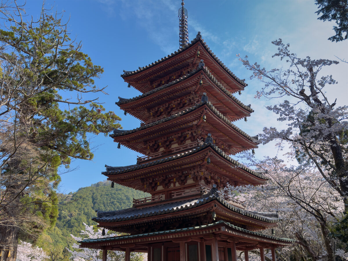 海住山寺桜260403-3