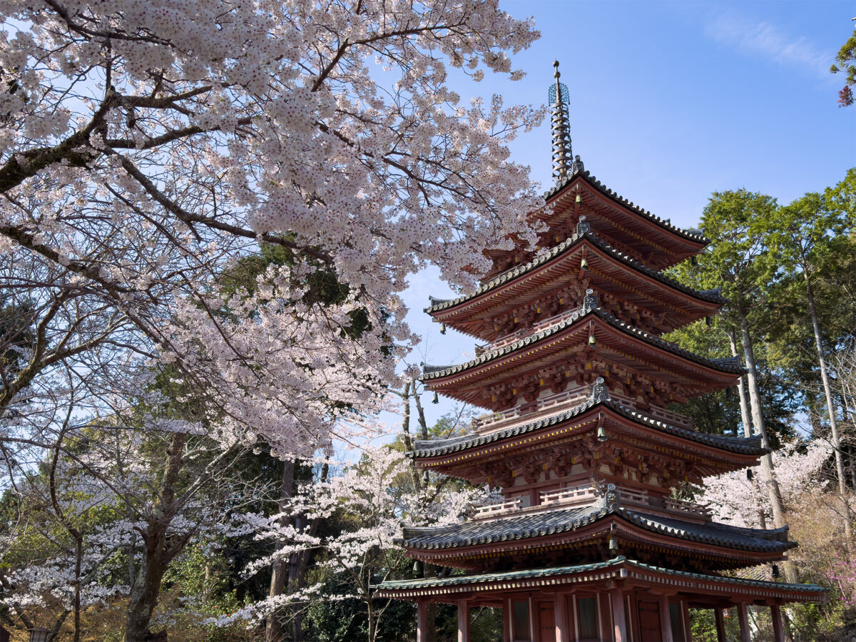 海住山寺桜260403-4