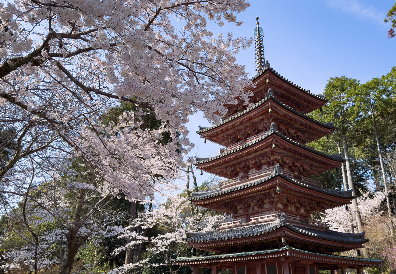 海住山寺桜260403-4
