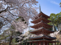 海住山寺桜260403-4