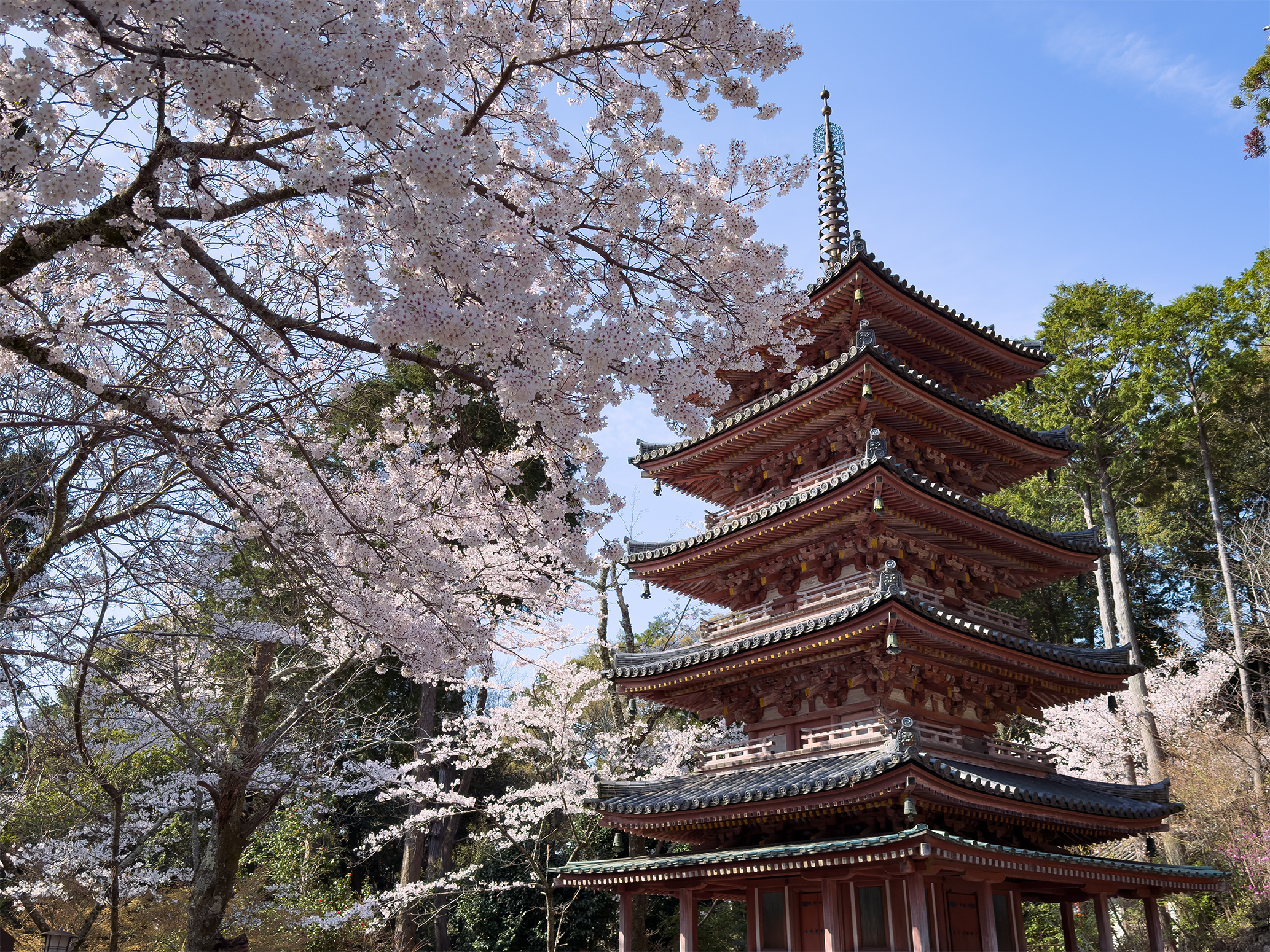 海住山寺桜260403-4