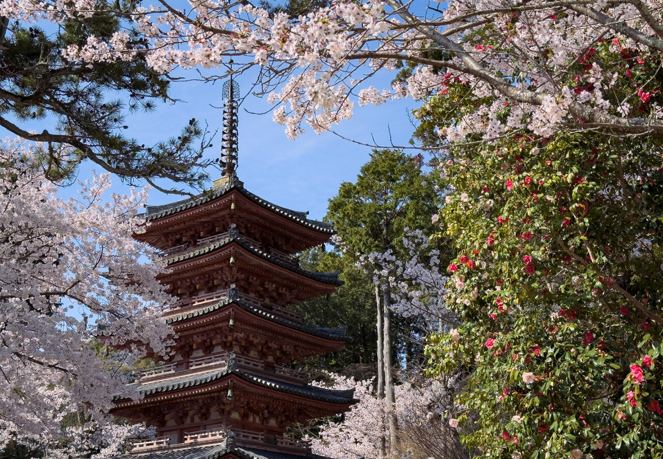 海住山寺桜260403-5