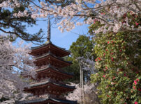 海住山寺桜260403-5