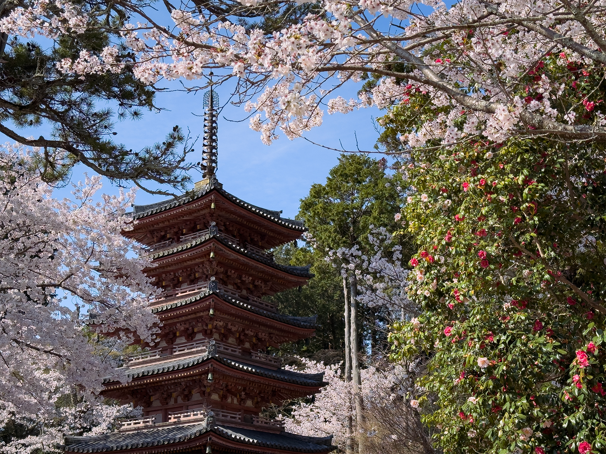 海住山寺桜260403-5
