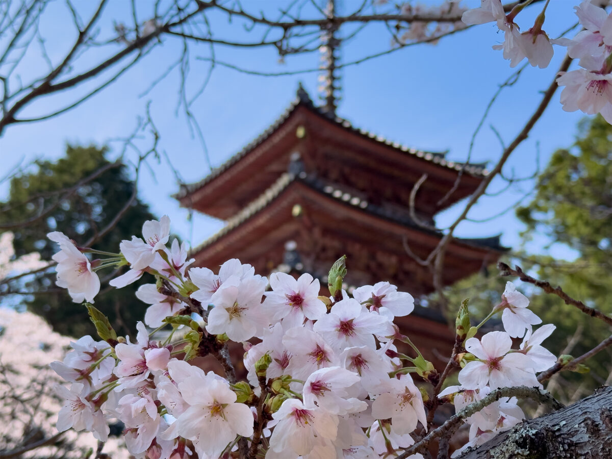 海住山寺桜260403-6