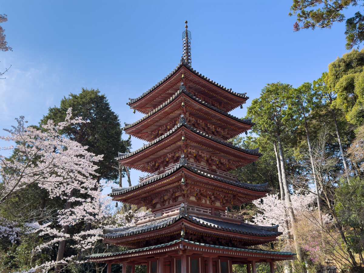 海住山寺桜260403-7