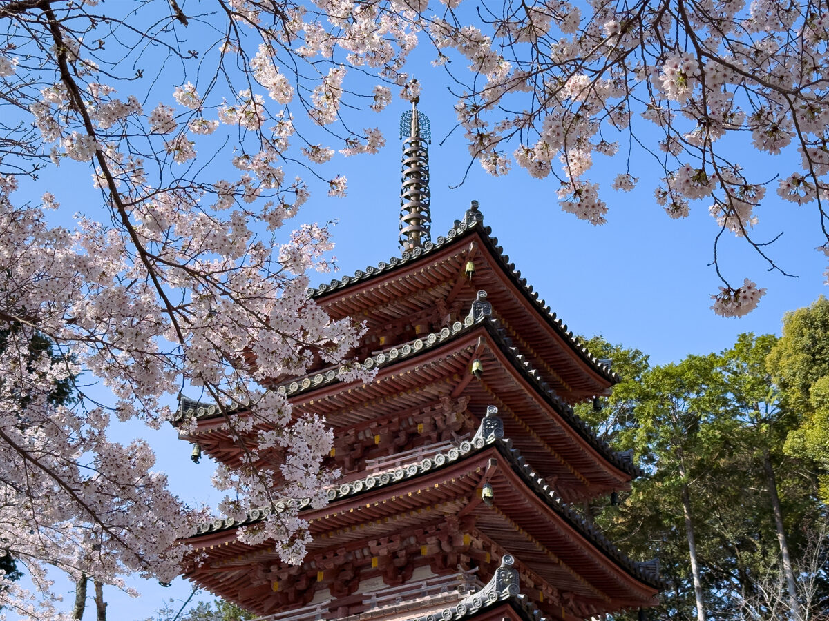 海住山寺桜260403-8