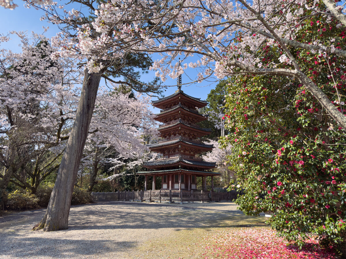 海住山寺桜260403-9
