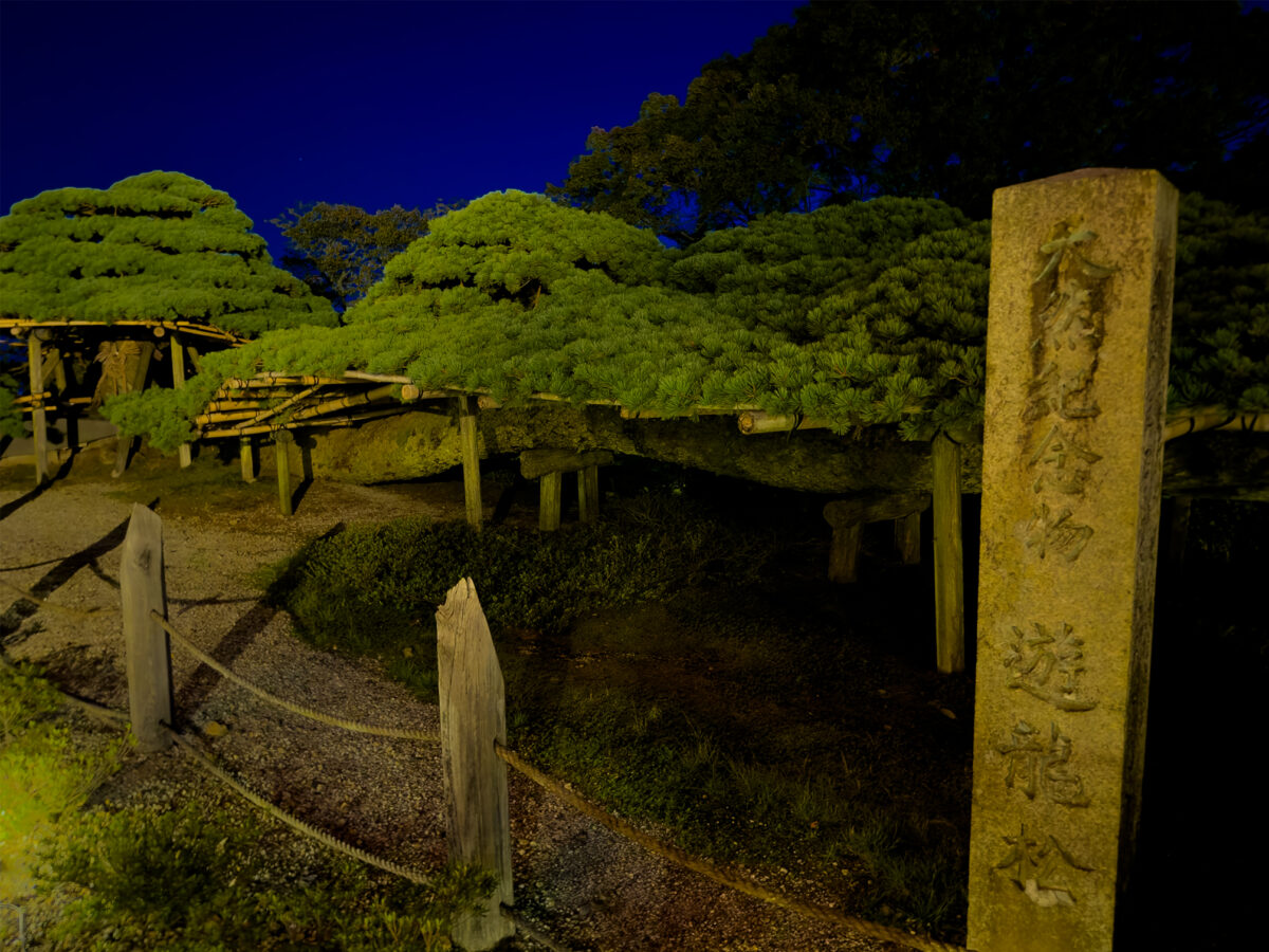 善峯寺竹あかり 遊龍の松