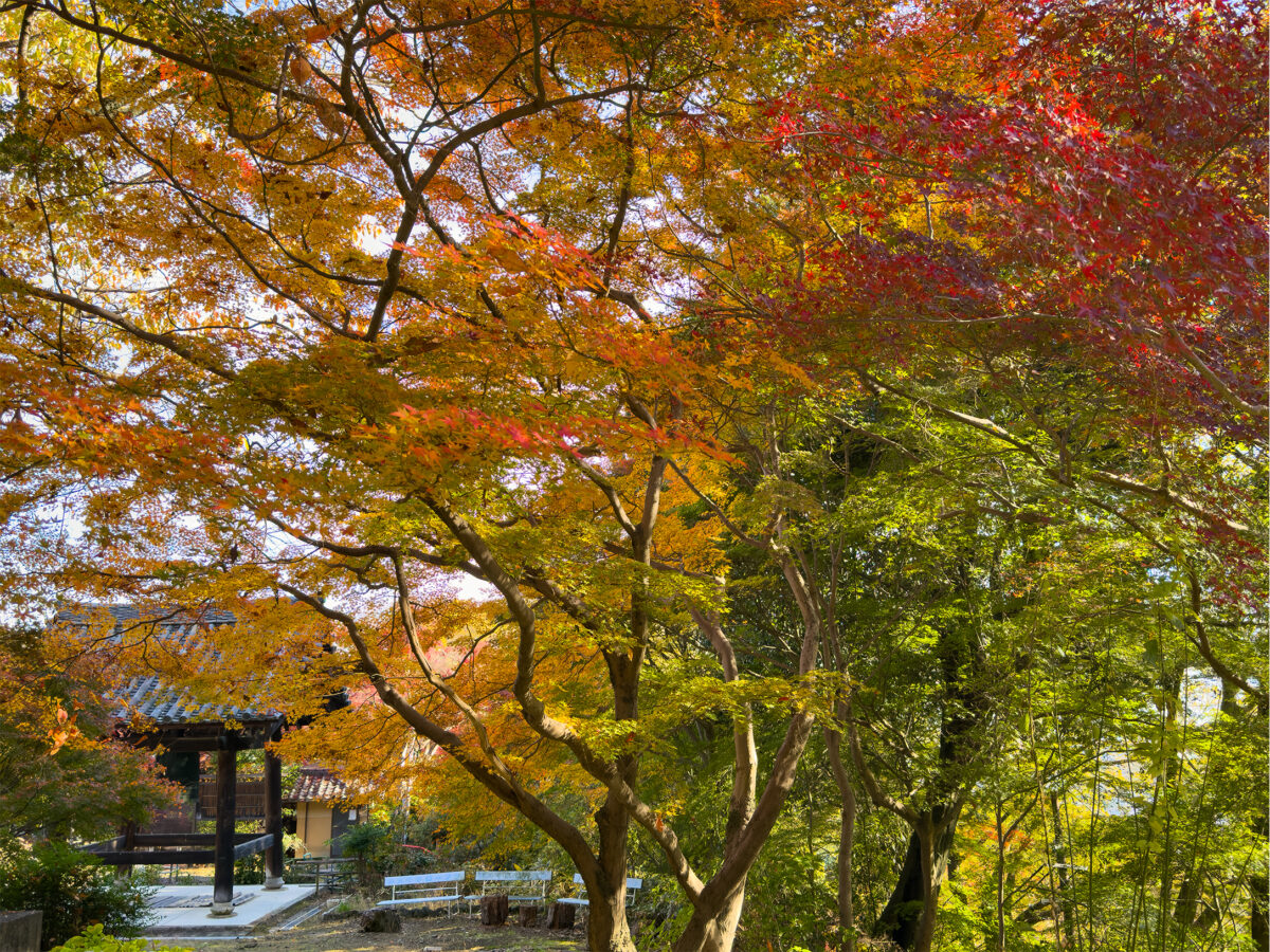 神應寺紅葉-2