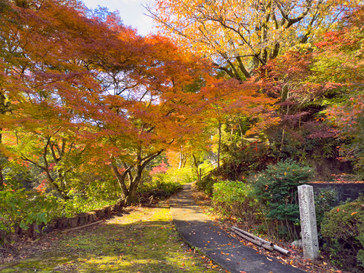 神應寺紅葉-4