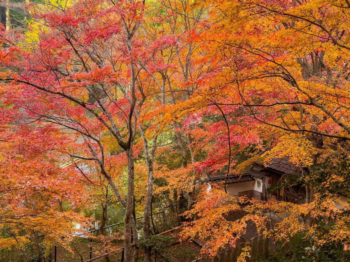 山科聖天紅葉251128-6