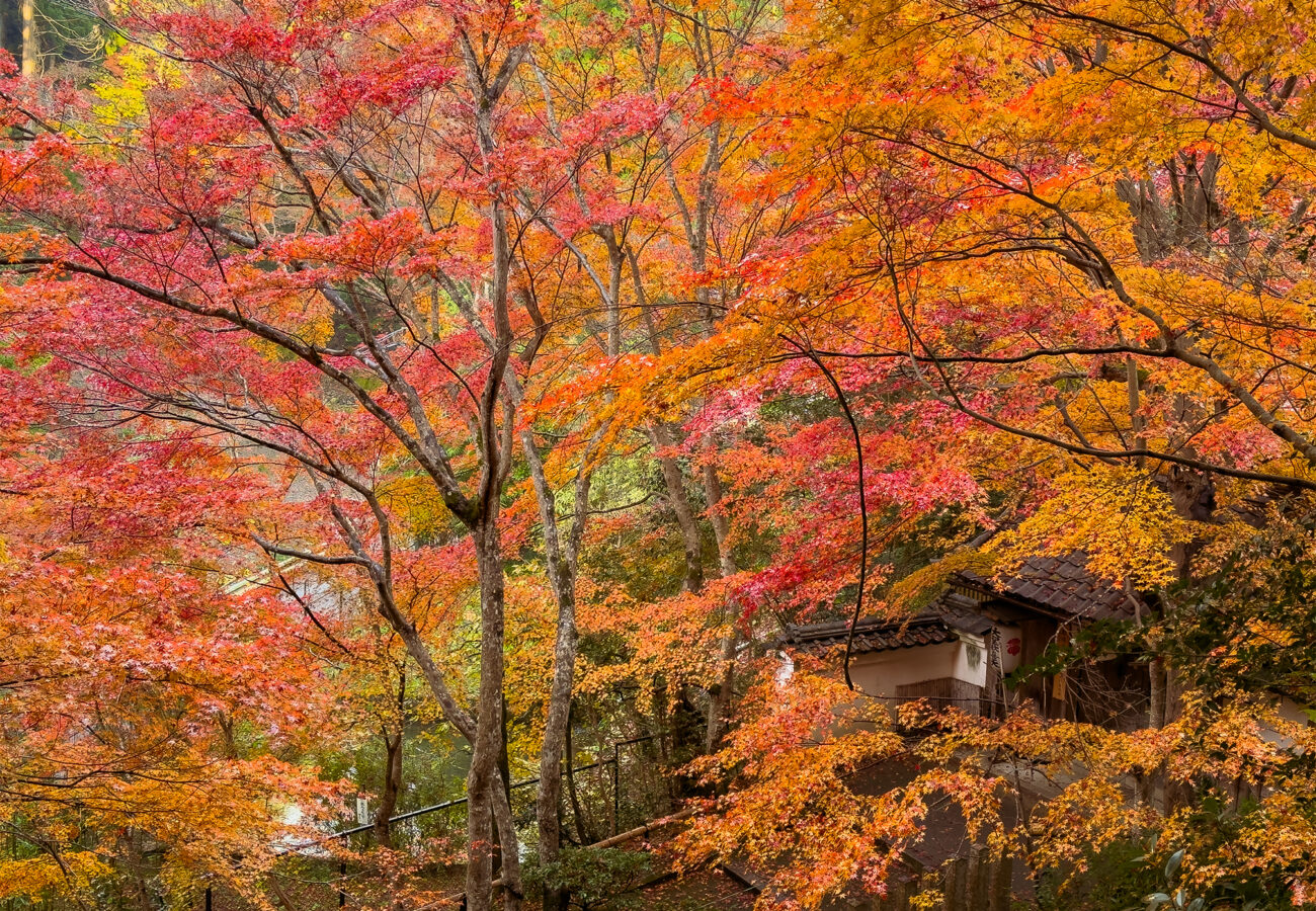 山科聖天紅葉251128-6