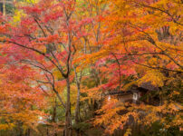 山科聖天紅葉251128-6