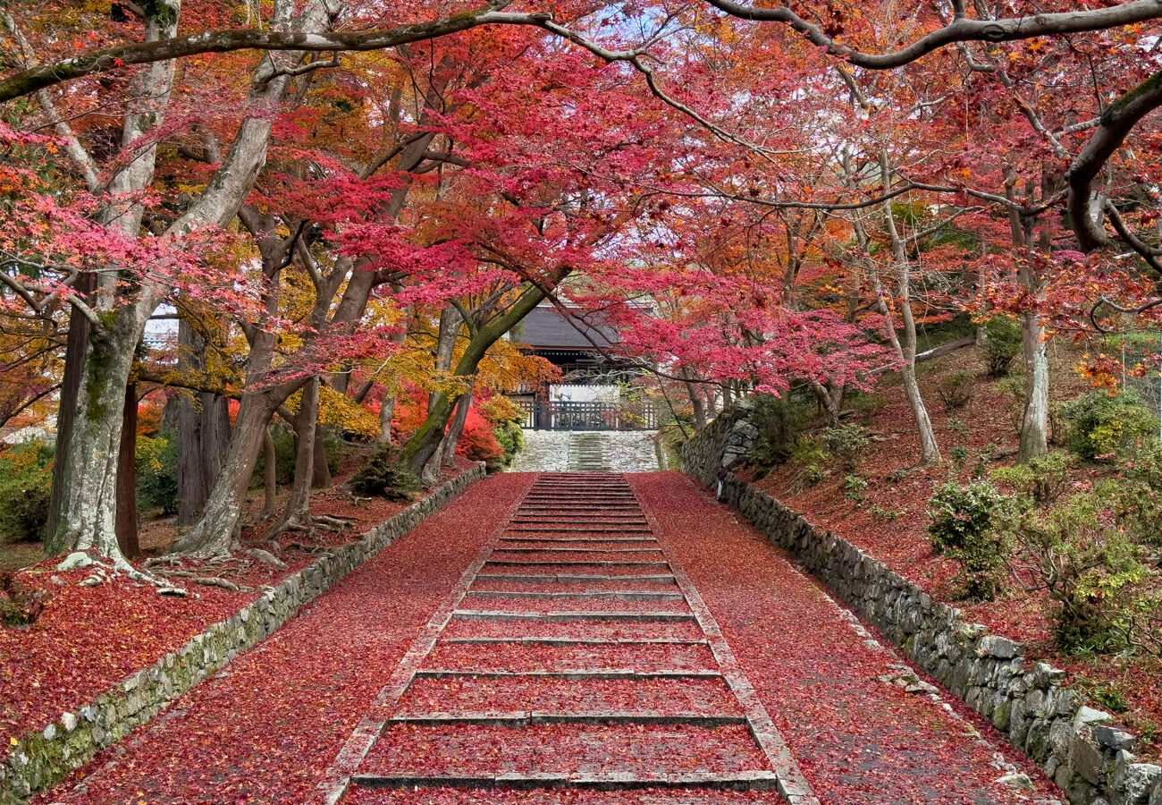 毘沙門堂紅葉251128-13