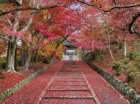 毘沙門堂紅葉251128-13