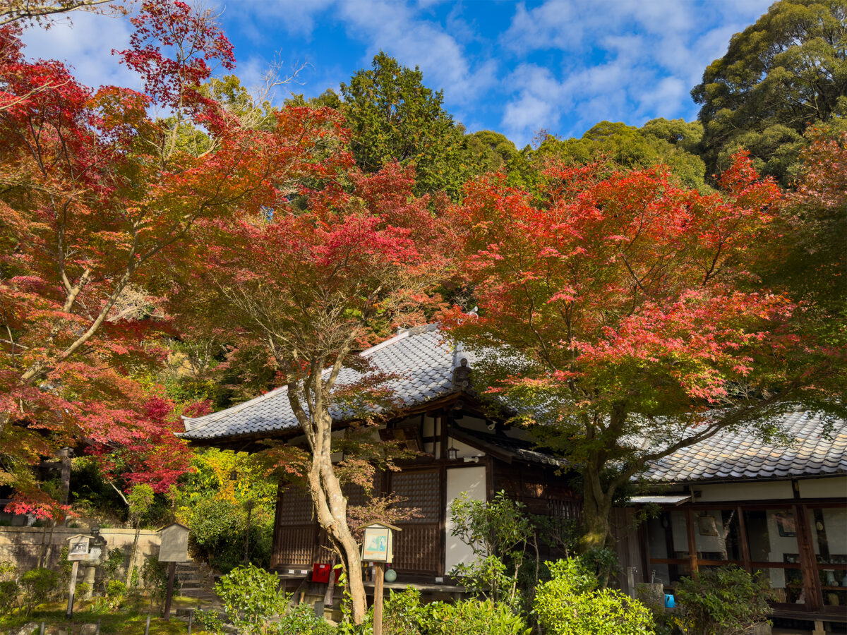 清水寺の奥地にこんな紅葉の穴場スポット 鳥辺野の清閑寺の紅葉 - 京都